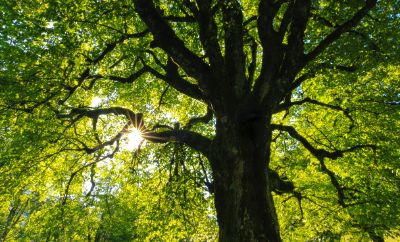 Albero